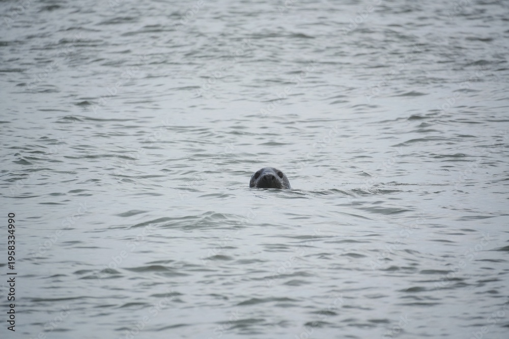 Fototapeta premium seal in water
