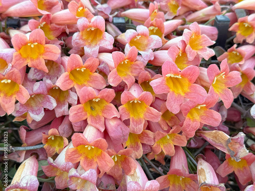 closeup of prolific crossvine flowers in various stages of blooming