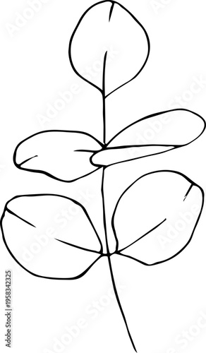 Eucalyptus leaves. Hand-drawn line art element for design