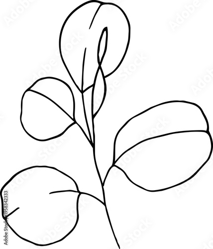 Eucalyptus leaves. Hand-drawn line art element for design