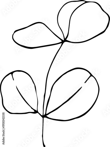 Eucalyptus leaves. Hand-drawn line art element for design