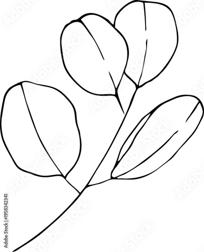 Eucalyptus leaves. Hand-drawn line art element for design