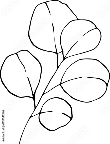 Eucalyptus leaves. Hand-drawn line art element for design