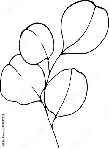 Eucalyptus leaves. Hand-drawn line art element for design