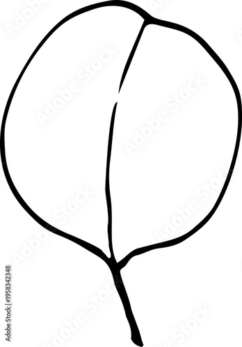 Eucalyptus leaves. Hand-drawn line art element for design