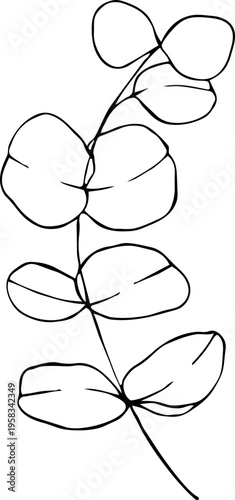 Eucalyptus leaves. Hand-drawn line art element for design
