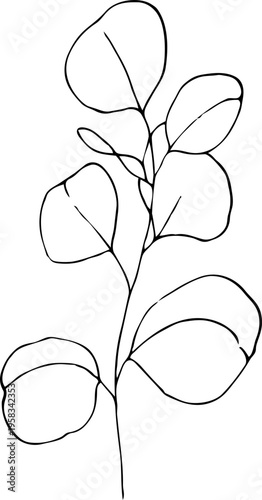 Eucalyptus leaves. Hand-drawn line art element for design