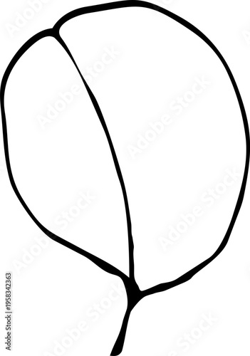 Eucalyptus leaves. Hand-drawn line art element for design