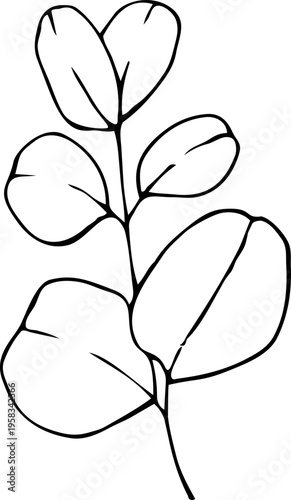 Eucalyptus leaves. Hand-drawn line art element for design