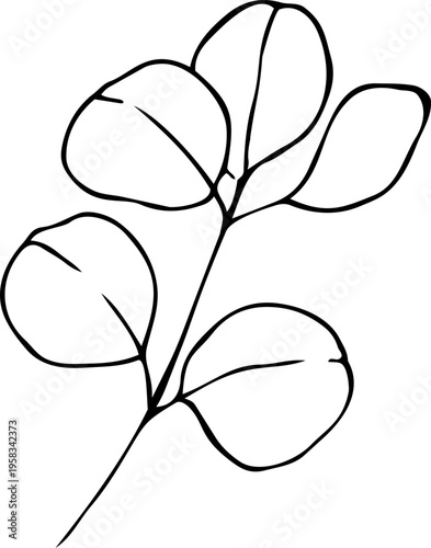 Eucalyptus leaves. Hand-drawn line art element for design