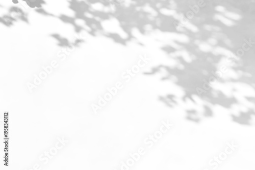 shadow overlay effects of realistic abstract natural tree leaves shadow on wall background,Summer sunlight dappled shadow overlay effect,abstract branch shadow.p,abstract shadow background with branch