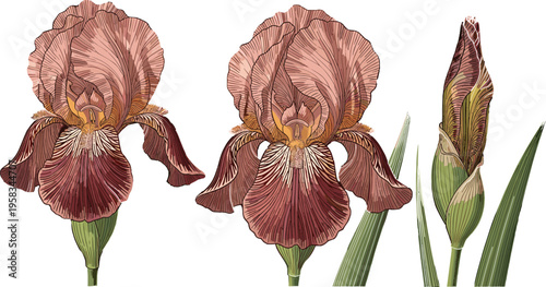 Vintage iris flower set with detailed engraving style in warm brown tones. Botanical illustration with bloom and bud. Elegant floral elements for antique and decorative design.