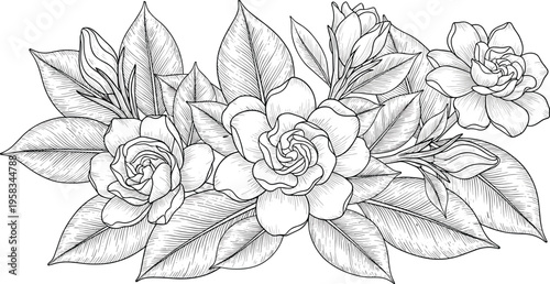 Gardenia floral arrangement in black and white engraving style. Detailed botanical illustration with leaves and blossoms. Elegant vintage design for decorative and classic use.