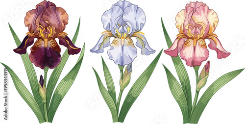 Iris flower set with soft pastel watercolor blooms. Elegant botanical illustration with detailed petals and leaves. Decorative floral elements isolated for spring and garden design.