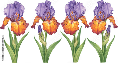 Iris flower set with vibrant purple and orange blooms. Detailed botanical illustration with green leaves. Elegant floral elements isolated for spring and garden design.