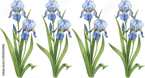 Blue iris flower set with detailed watercolor botanical style. Elegant blooming flowers with green leaves. Decorative floral elements isolated for spring and garden design.