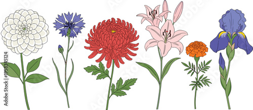 Mixed wildflower set with hand drawn botanical style. Collection includes chrysanthemum, lily, iris and cornflower. Decorative floral elements isolated for natural and garden design.