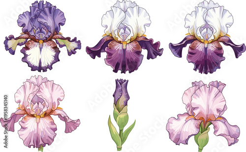 Iris flower set with soft purple and pink watercolor style. Detailed botanical collection with blooming petals. Elegant floral elements isolated for spring and garden design.