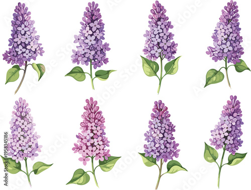 Lilac flower set with soft purple watercolor blossoms. Elegant botanical collection with green leaves. Decorative floral elements isolated for spring, wedding and romantic design.