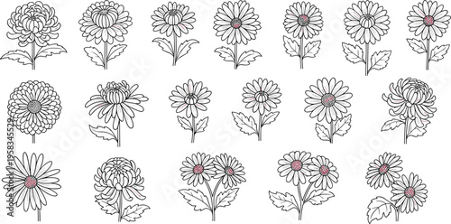 Chrysanthemum flower set with detailed black and white line art style. Botanical collection with multiple variations. Elegant floral elements isolated for coloring and design use.