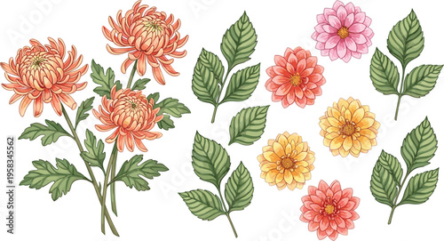 Chrysanthemum flower and leaf set with detailed hand drawn botanical style. Soft orange, pink and yellow blooms. Elegant floral elements isolated for natural design.