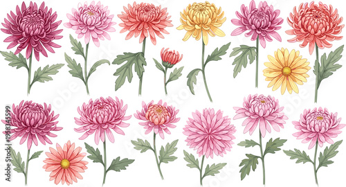 Chrysanthemum flower set in soft pink, peach and yellow tones. Detailed hand drawn botanical collection with blooming flowers. Elegant floral elements isolated for garden design.