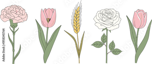 Soft pastel flower set with hand drawn botanical style. Includes tulip, rose, carnation and wheat elements. Elegant floral collection isolated for natural and minimal design.