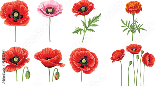 Mixed poppy and marigold flower set. Botanical collection with red and orange blooms. Decorative floral elements isolated for nature, garden, and design use.