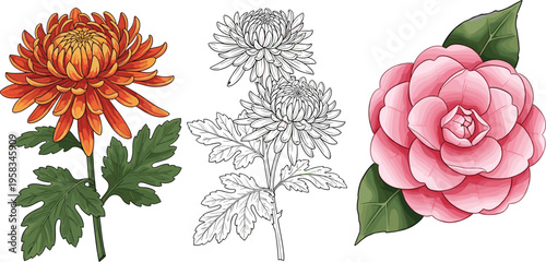 Chrysanthemum and camellia flower set. Botanical collection with colored and outline elements. Decorative floral illustrations isolated for nature, garden, and design use.