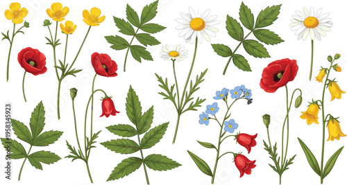 Wildflower botanical set. Mixed meadow flowers with leaves and colorful blooms. Decorative floral elements isolated for nature, spring, and garden design use.