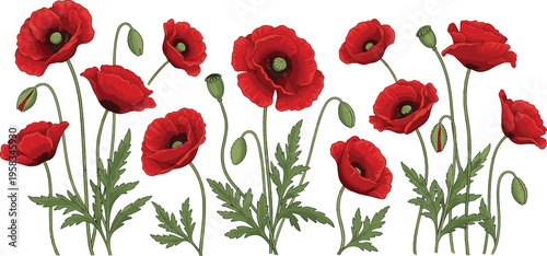 Red poppy flower arrangement set. Botanical collection with blooming flowers, buds, and leaves. Wild meadow floral elements isolated for nature and decorative design use.