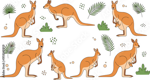 Kangaroo collection with joey baby in pouch and australian wildlife animals cartoon vector illustration set