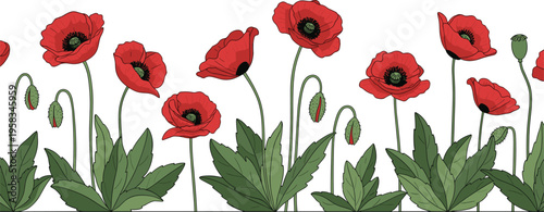 Red poppy flower border. Botanical meadow composition with leaves and buds. Decorative floral scene isolated for nature, landscape, and design use.