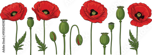 Red poppy and seed pod set. Botanical collection with blooming flowers and capsules. Wild meadow floral elements isolated for nature and decorative design use.