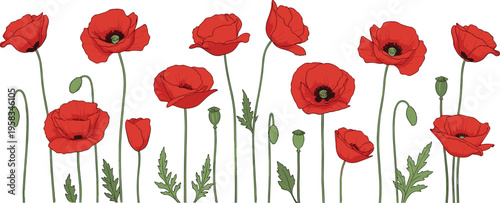 Red poppy flower border set. Elegant botanical collection with tall stems and buds. Wild meadow floral elements for nature, remembrance, and decorative design use.