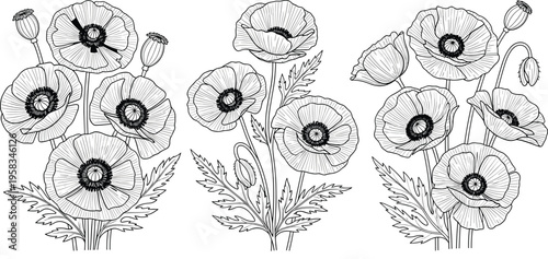 Poppy flower engraving set. Hand drawn botanical line art with detailed blooms and leaves. Vintage black and white floral illustration for design and coloring use.