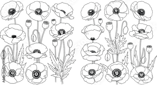 Poppy flower outline set. Hand drawn botanical line art collection with blooms and buds. Black and white floral elements for coloring, design, and engraving use.