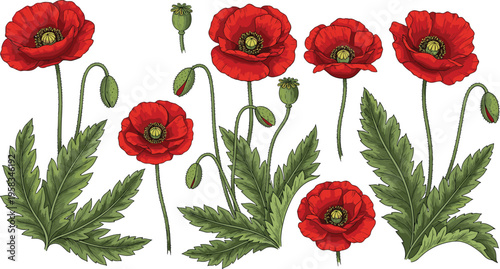 Red poppy botanical set. Detailed flowers with leaves and seed pods. Wild meadow floral elements isolated for nature, garden, and decorative design use.