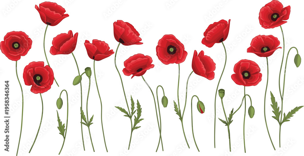 Fototapeta premium Red poppy flower collection. Elegant botanical set with blooming flowers and buds. Wild meadow floral elements isolated for nature, remembrance, and decorative design use.