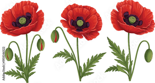 Red poppy flowers isolated set. Botanical illustration with blooming flowers and seed pods. Wild floral elements for nature, remembrance, and decorative design use.