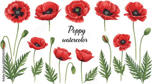 Red poppy watercolor set. Hand painted botanical flowers with buds and leaves. Wild meadow floral elements isolated for nature, romantic, and decorative design projects.