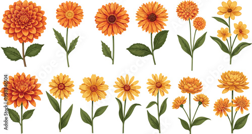 Orange marigold flower set. Botanical floral collection with different blooming variations. Decorative garden flowers isolated on white background for design and nature themes.