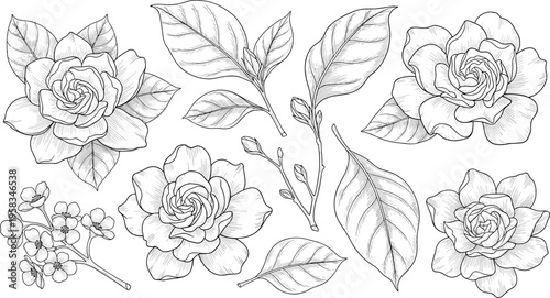 Vintage gardenia flower set with detailed black and white engraving style. Botanical collection with leaves and blossoms. Elegant floral elements for classic and decorative design.