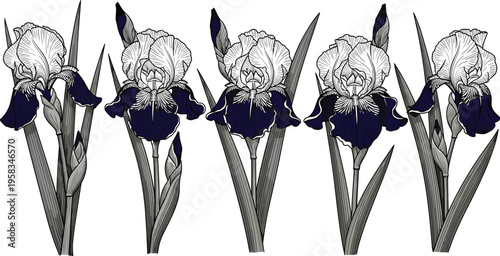 Iris flower border with black and white engraving and blue accents. Botanical illustration with repeating blooms. Elegant floral design for decorative and vintage use.