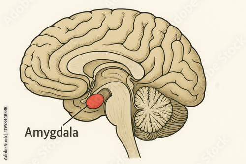 Scientific brain diagram and human anatomy illustration with amygdala highlighted. biology drawing showing center for emotional processing, core concept in neurology