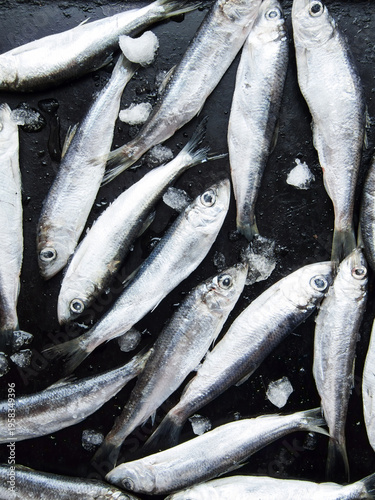 Frozen seafood anchovies and herring fish sprat on brick of ice and snow, shoaling fish on ice.