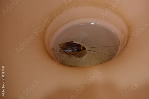 Disgusting cockroach inside a bathroom toilet bowl. Close up detail of Cockroach