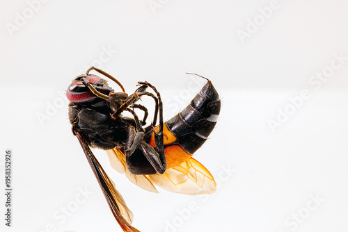 Black potter wasp yellow wing on white background, macro photography of Vespa wasp (Delta species) Close-up