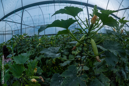 Images of farmers harvesting pumpkins and pumpkins.