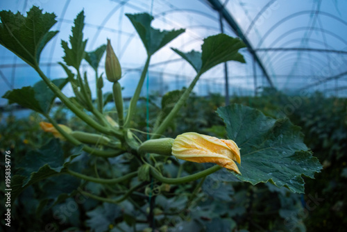 Images of farmers harvesting pumpkins and pumpkins.